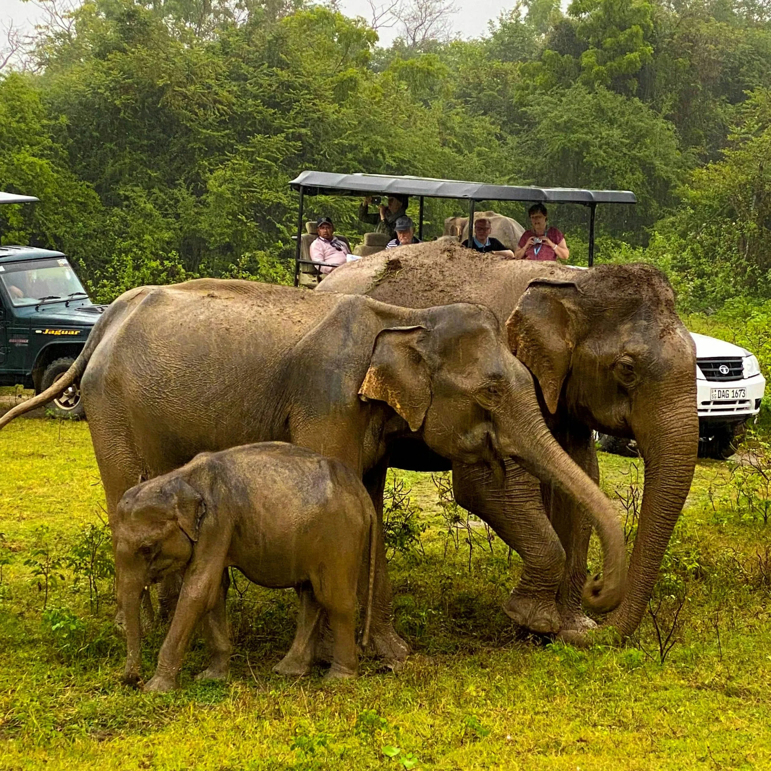 Wild Ceylon Safari